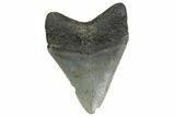 Fossil Megalodon Tooth - North Carolina #379145-1